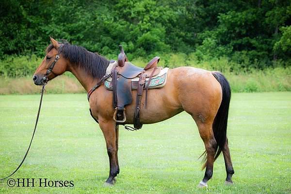 all-around-quarter-horse
