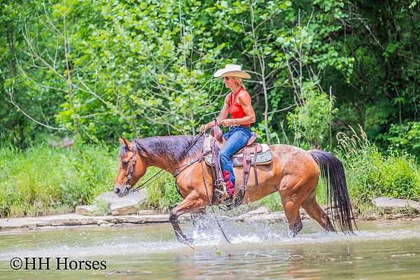 athletic-quarter-horse