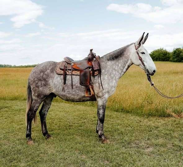 all-around-mule