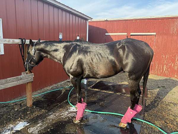black-ranch-versa-horse
