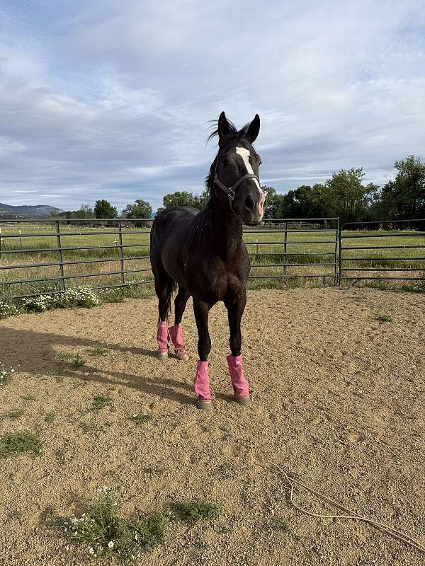 all-around-quarter-horse
