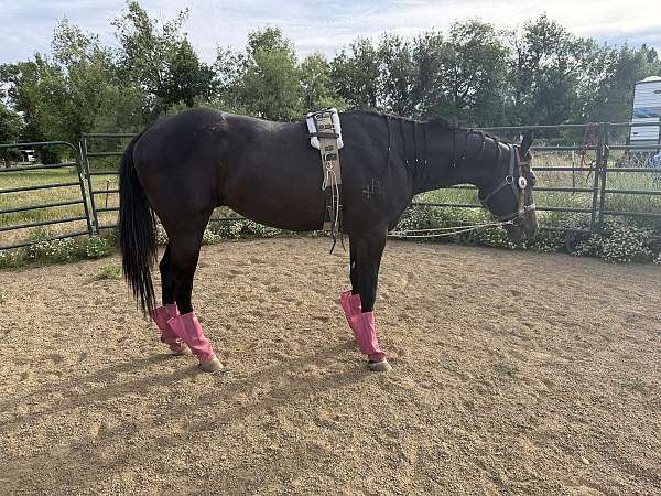 ranch-versa-stallion