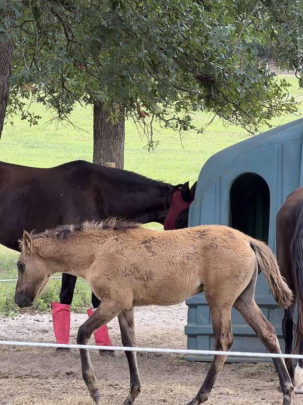 grulla-tennessee-walking-filly