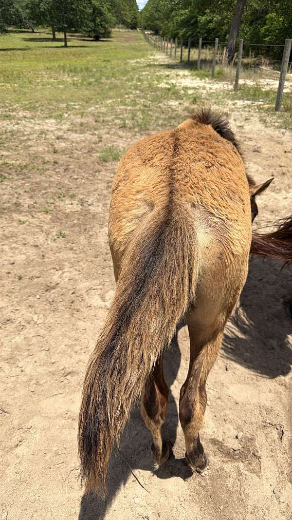 grulla-twhbea-filly