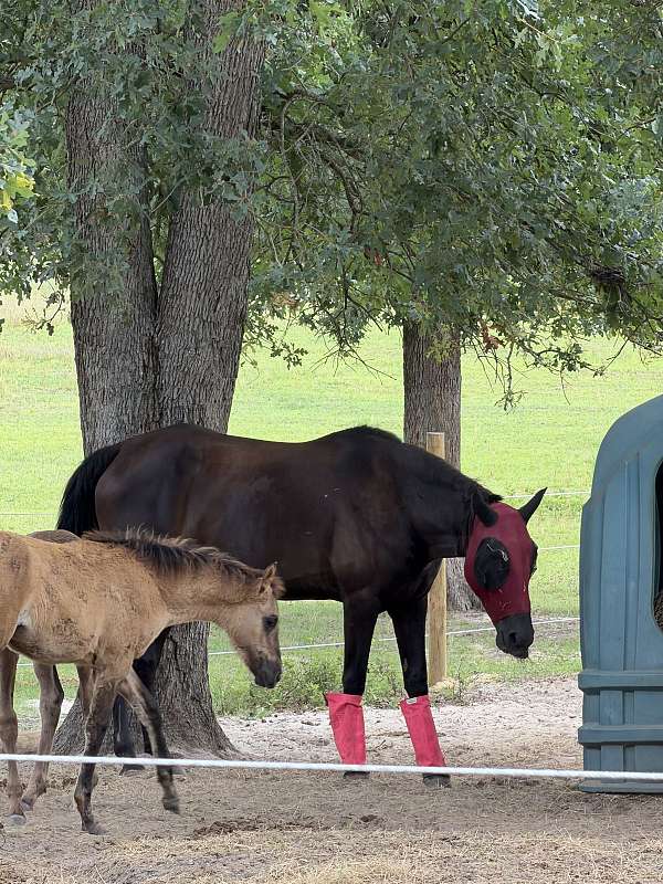 all-around-tennessee-walking-horse
