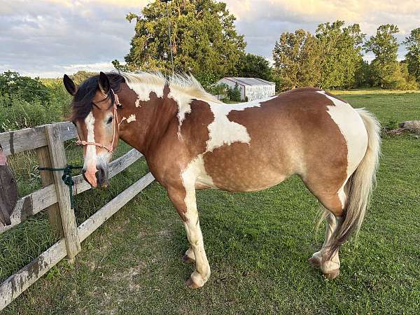 all-around-draft-horse