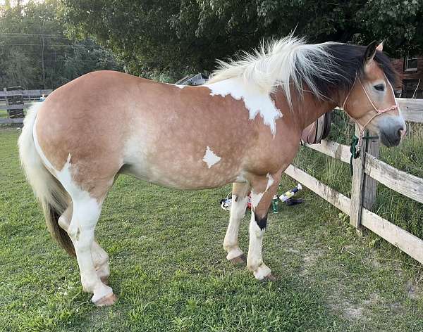 breeding-draft-horse
