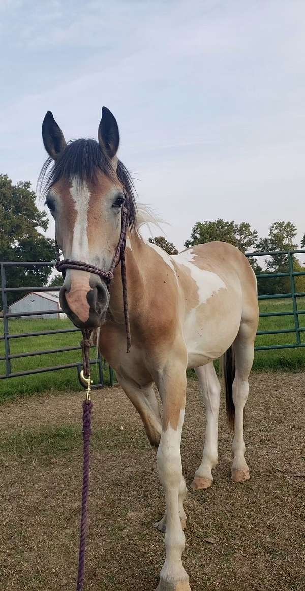 cross-draft-horse