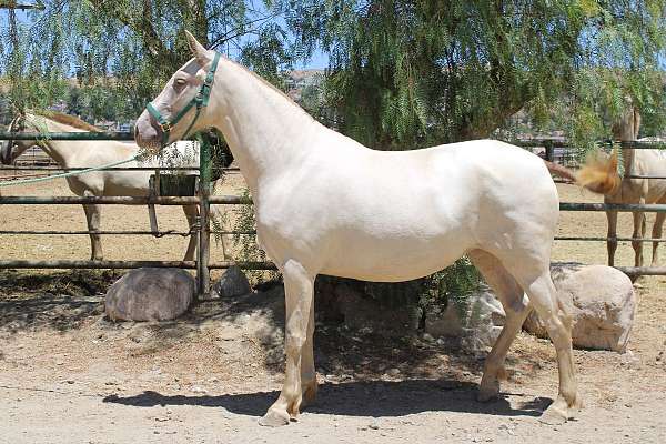 green-eyes-mare