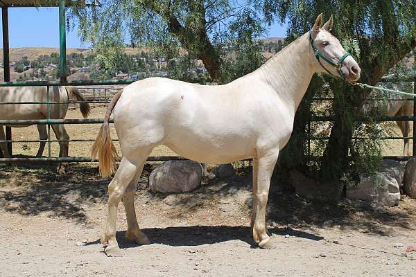 perlino-andalusian-horse