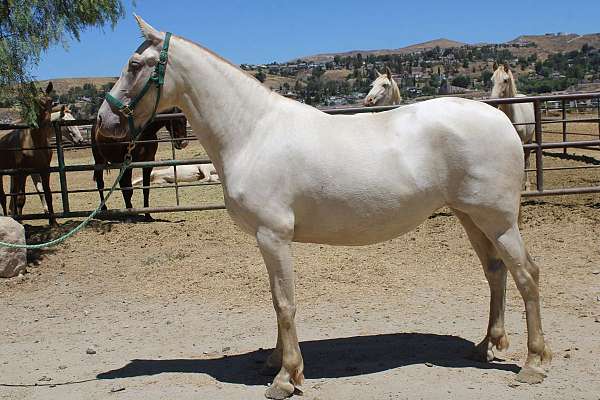 blue-eyes-andalusian-horse