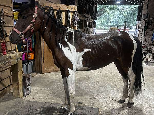 bay-white-paint-filly-mare