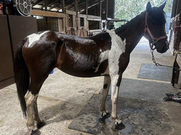 bay-white-cross-foundation-horse
