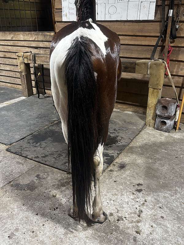 cross-foundation-filly-mare