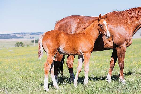 starlights-viper-quarter-horse
