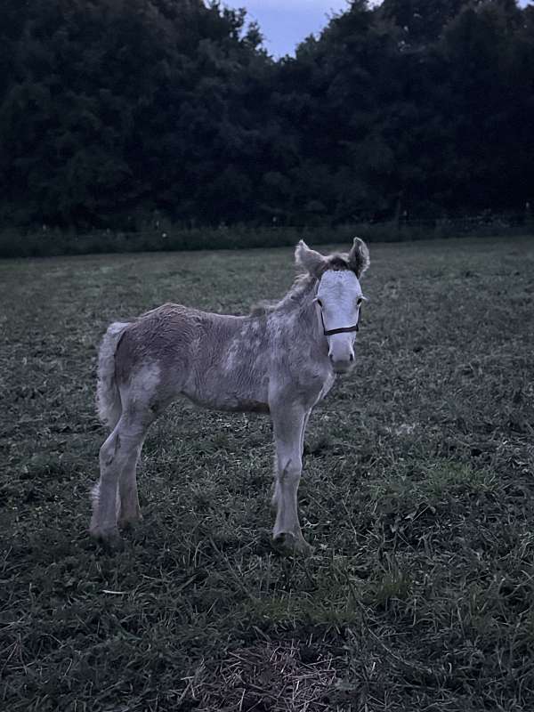 gypsy-vanner-filly