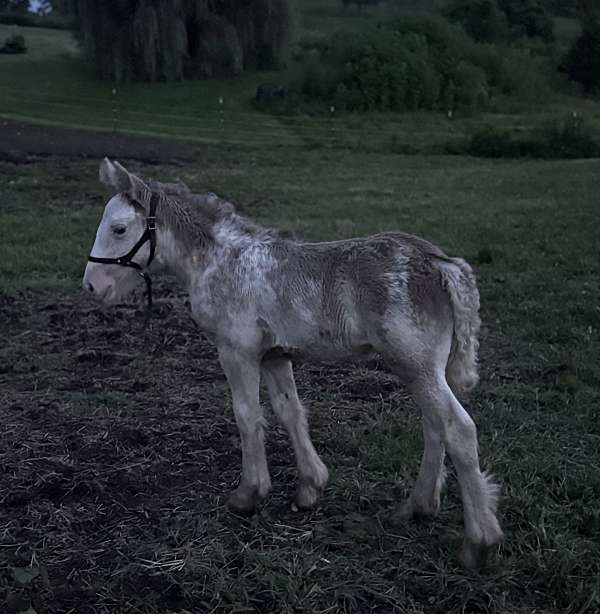 gypsy-vanner-horse-for-sale