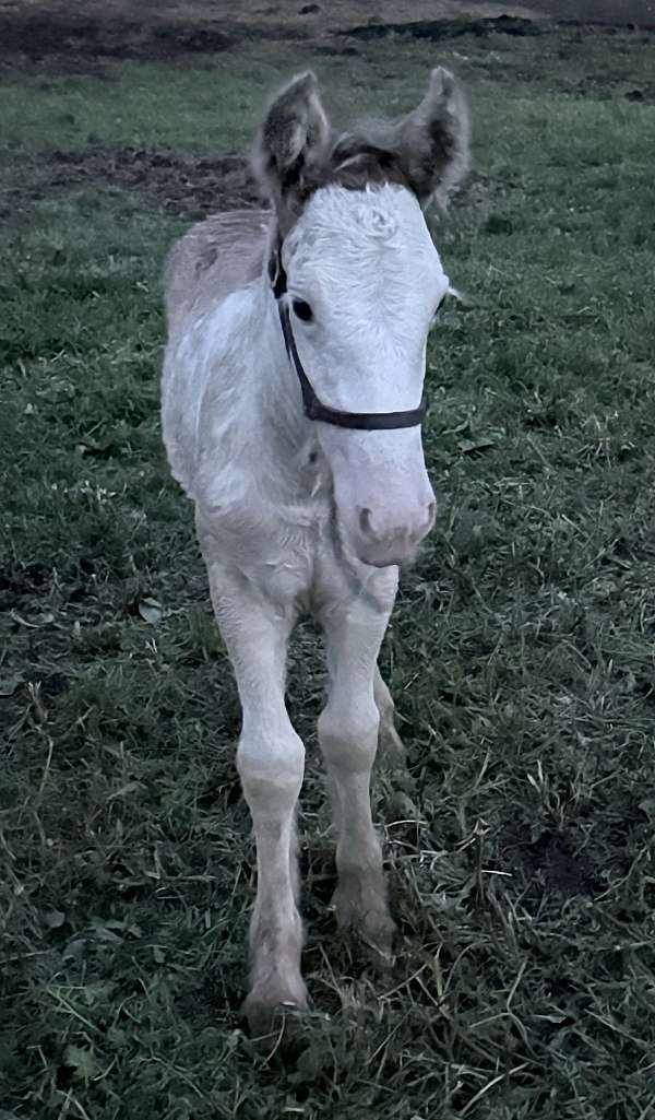 gypsy-vanner-horse
