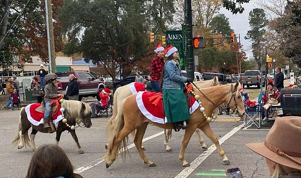 confirmation-spotted-saddle-horse