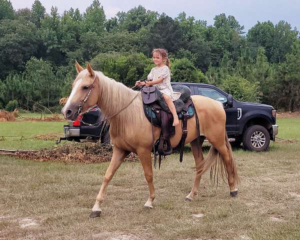 gaited-trail-riding-spotted-saddle-horse