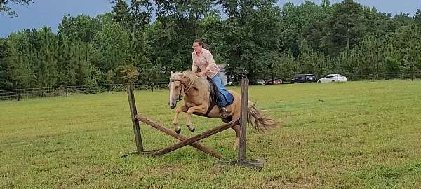 animals-spotted-saddle-horse