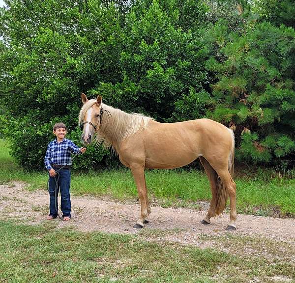 tobiano-spotted-saddle-mare