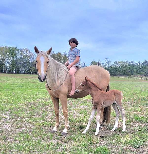 blue-roan-star-lh-sock-horse
