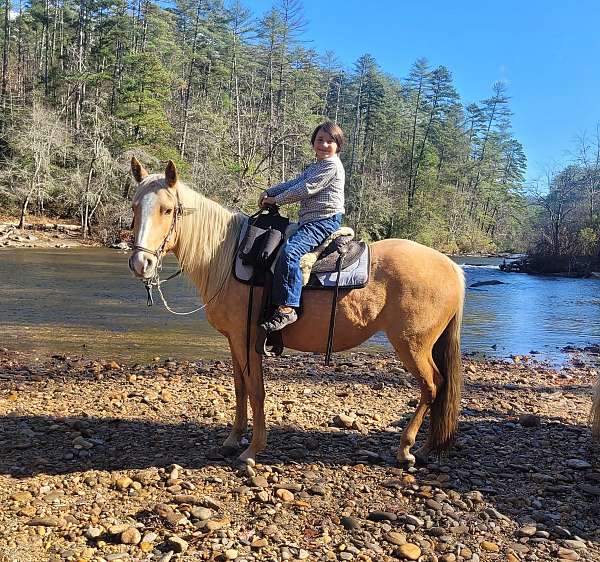 all-tennessee-walking-horse