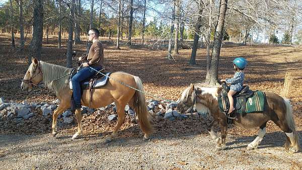 amazing-tennessee-walking-horse