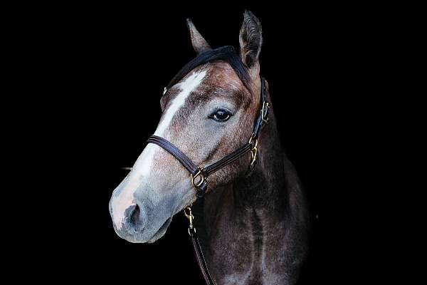 arristocrat-nappin-quarter-horse