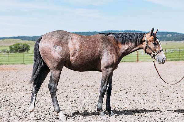 smart-aristocrat-horse
