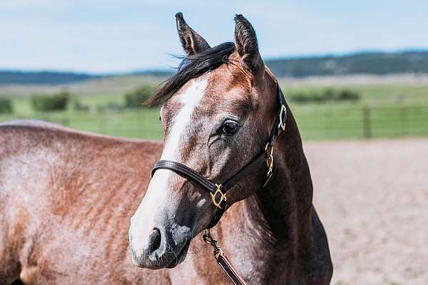 arristocrat-nappin-gelding