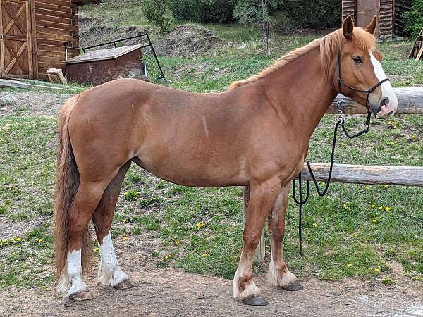 draft-horse-for-sale