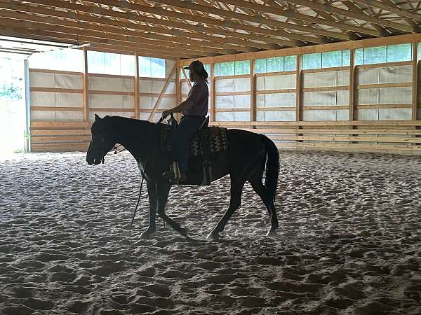 trained-working-morgan-horse