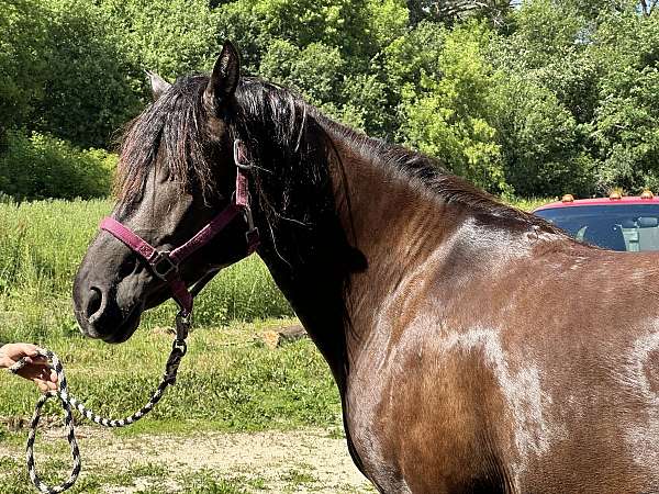 black-smokey-black-trained-working-horse