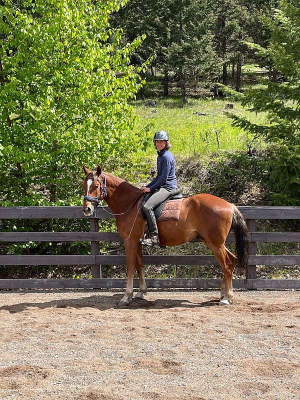 performance-trail-canadian-horse