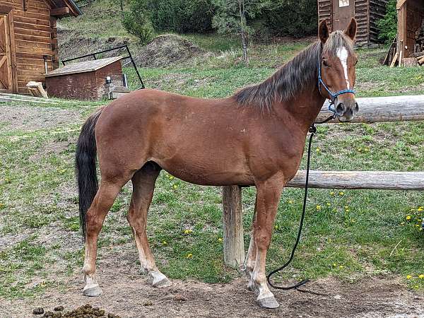 canadian-gelding