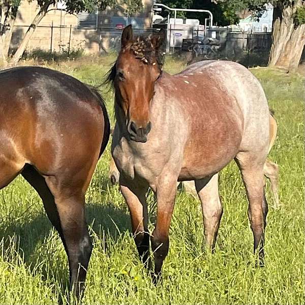 bay-roan-rode-horse