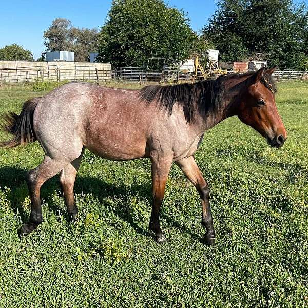 rode-filly