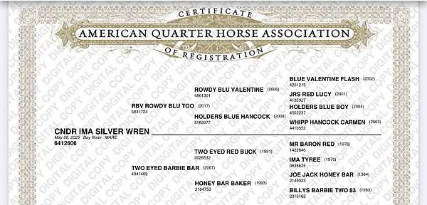 all-around-quarter-horse