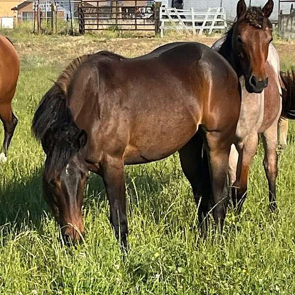 bay-st-horse