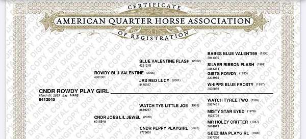 all-around-quarter-horse