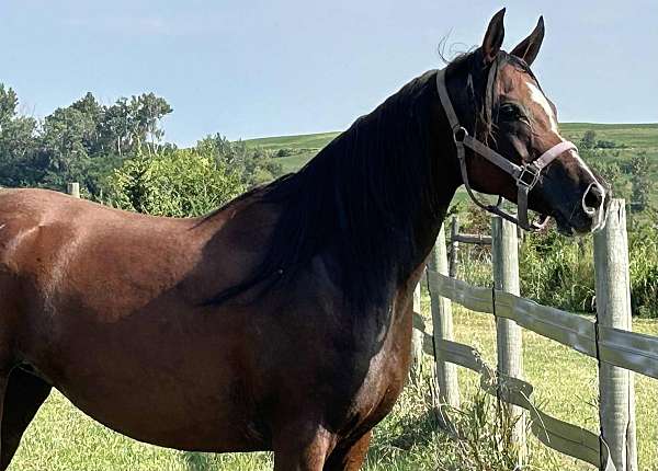 al-khamsa-mare-arabian-horse