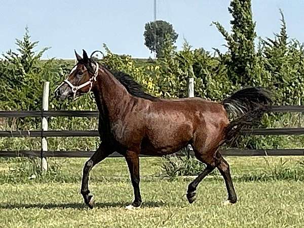 amaar-al-rayyan-arabian-horse