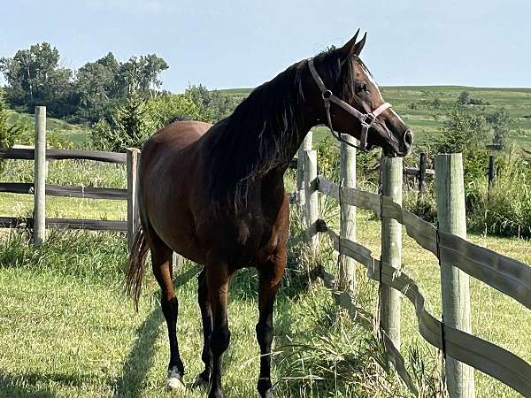 confirmed-arabian-horse