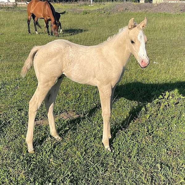 ridden-colt