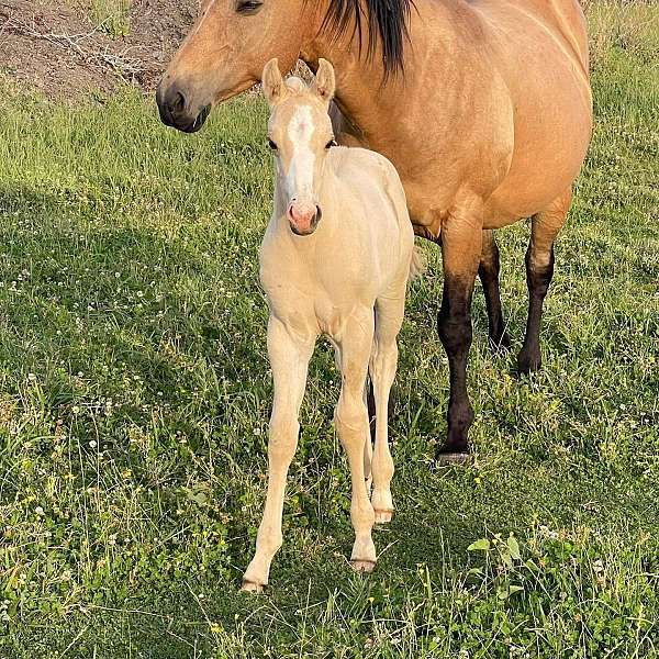 barrel-quarter-horse