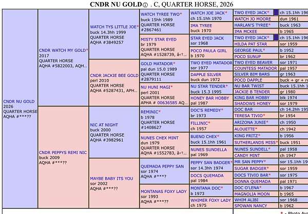 barrel-racing-quarter-horse