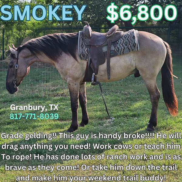all-around-quarter-horse