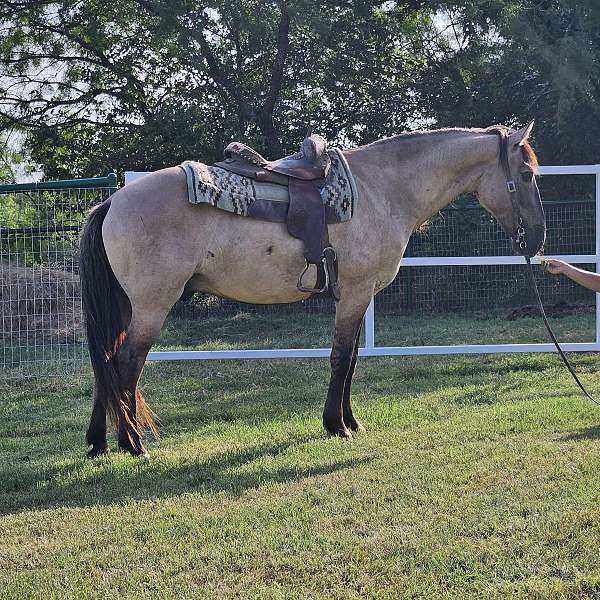 grulla-quarter-horse-gelding